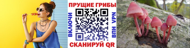 как найти   Уржум  Псилоцибиновые грибы Psilocybe 